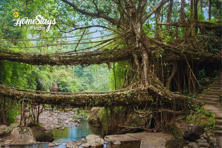 Double Decker Bridge-Hoi Trip-Mesmerizing Meghalaya