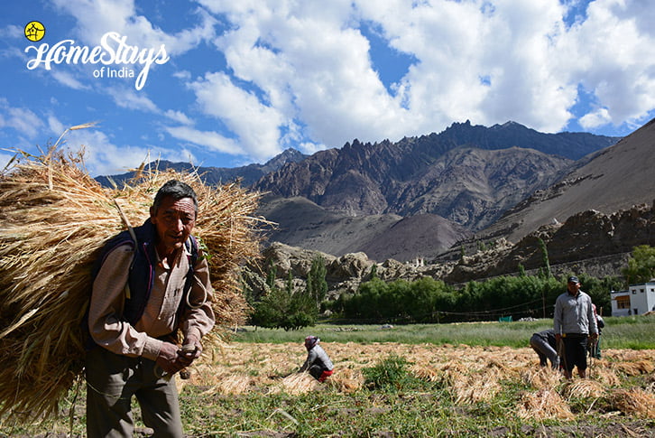 Farming-Alchi-Homestay-Ladakh