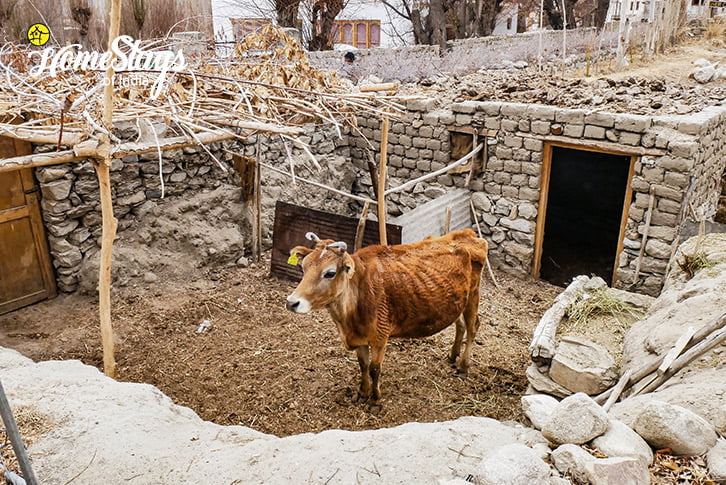 Livestock-Sumur-Homestay-Nubra Valley-Ladakh