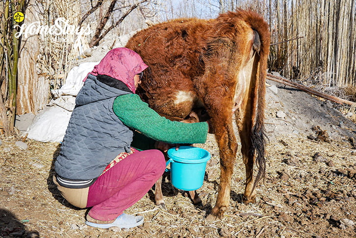 Milking-Diskit Homestay-Nubra Valley-Ladakh