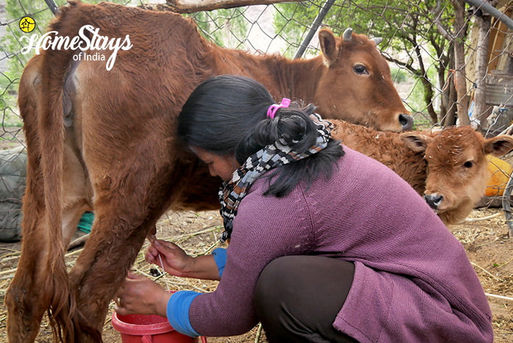 Cow-Milking-Likir-Homestay-Ladakh