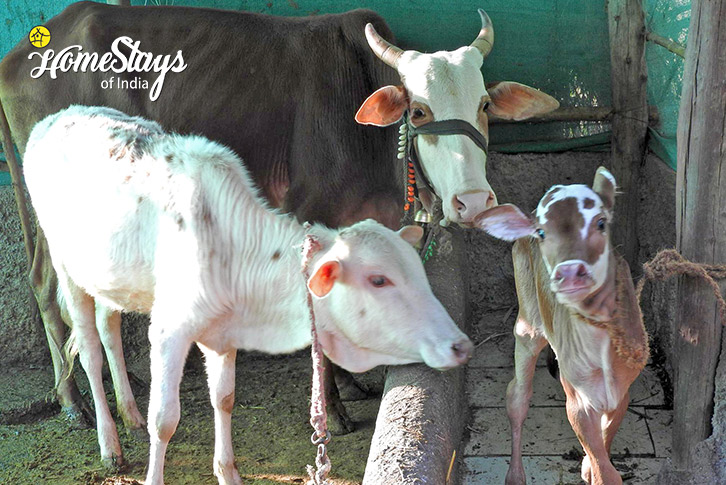 Cow-Nature's Bliss Organic Farmstay-Kamshet