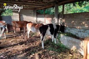 Domestic-Cows-Happy Harvest Farmstay, Ranipool - Gangtok