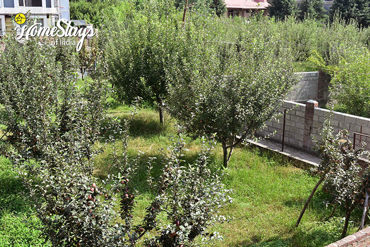 Apple-Orchard-Truly Local Homestay-Srinagar