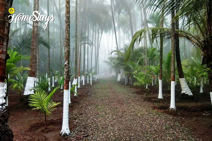 Palm Trees-Leisure Time Homestay-Alibaug