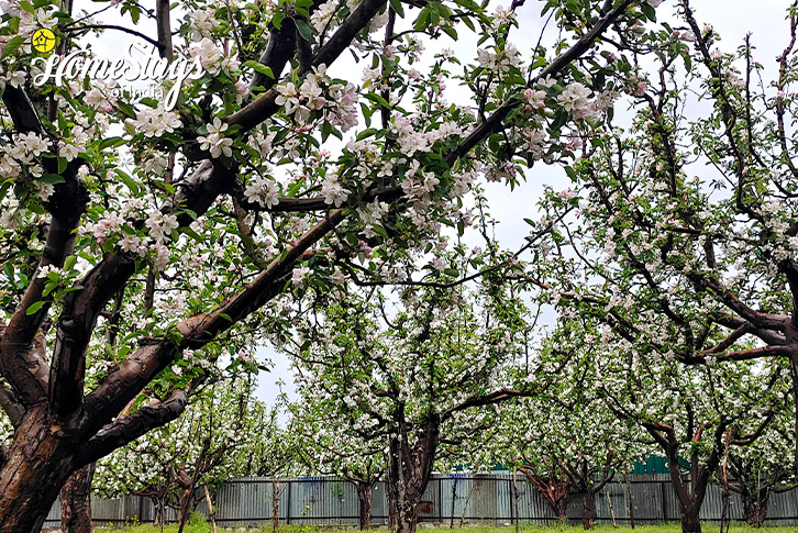 Apple-Garden-Apple Blossom Homestay-Gulmarg