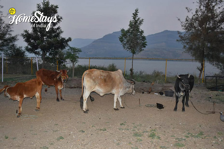 Bull-Lakeside Heaven Farmstay-Malshej Ghat