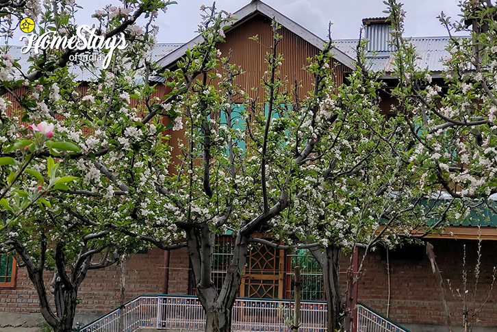 Exterior-2-Apple Blossom Homestay-Gulmarg