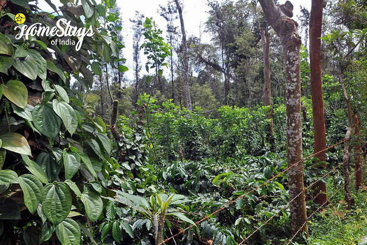 Forest-Rain Forest Homestay, Madikeri-Coorg