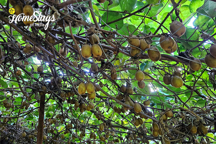 Kiwi-Fruit-Gateway to Singalila Homestay-Rimbik