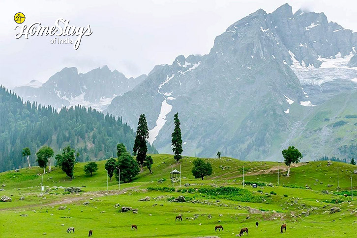 Surrounding-Apple Blossom Homestay-Gulmarg