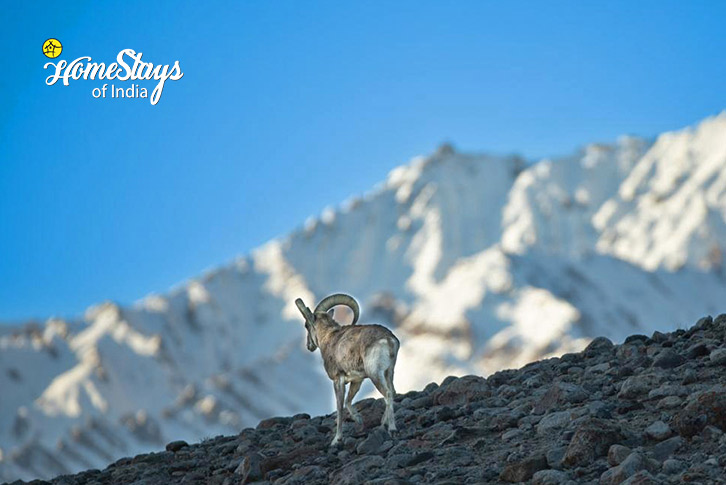 Ghost Trail: Snow Leopard Expedition to Ladakh-11