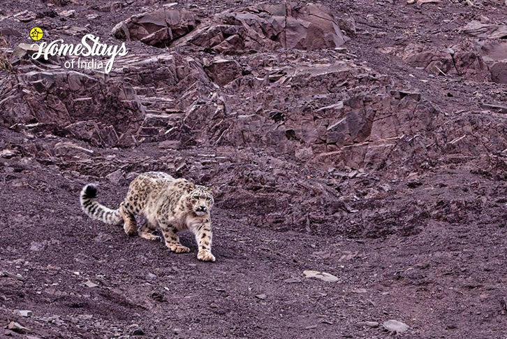 Ghost Trail: Snow Leopard Expedition to Ladakh-18