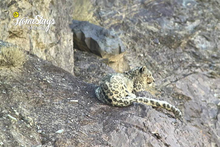 Ghost Trail: Snow Leopard Expedition to Ladakh-12