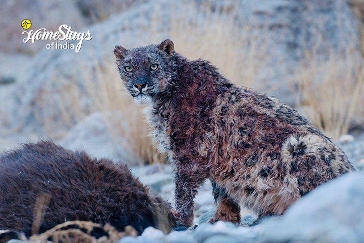 Ghost Trail: Snow Leopard Expedition to Ladakh-10