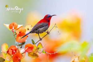 Bird-Happy Haze Homestay-Sirmaur