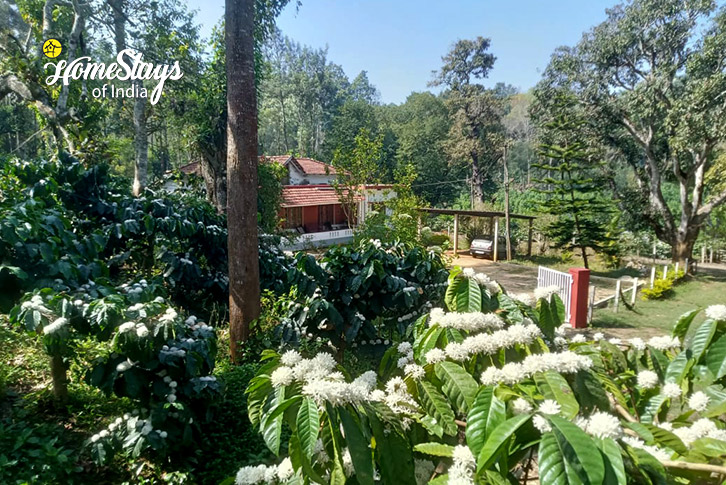 Coffee-Farm-Birds and Brews Homestay-Suntikoppa, Coorg