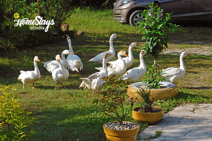 Ducks-The Hidden Bliss Farmstay-Dehradun