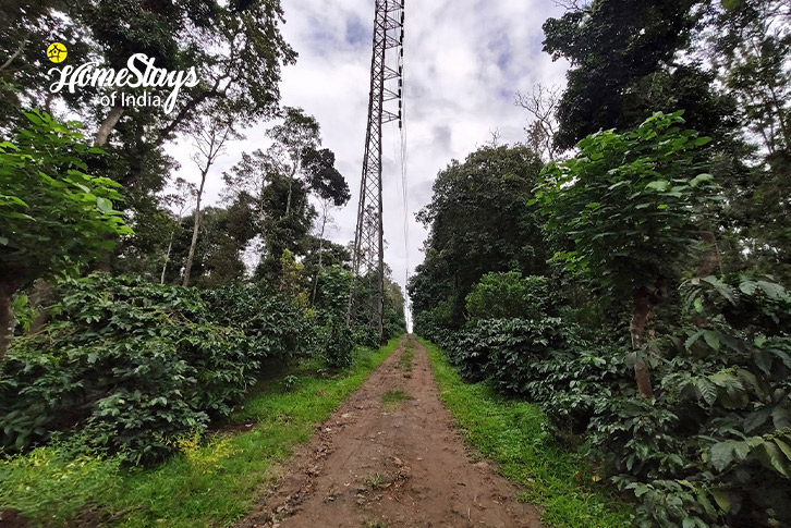 Farm-Area-Birds and Brews Homestay-Suntikoppa, Coorg