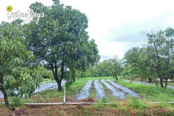 Farm-View-Fruitful Acres Farmstay, Kolad-Raigad