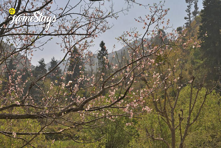 Farm-view-Hinsar Farmstay, Kempty-Mussoorie