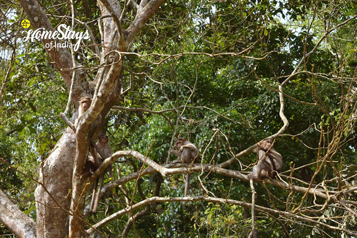 Forest-Mystic Forest Homestay, Virajpet-Coorg