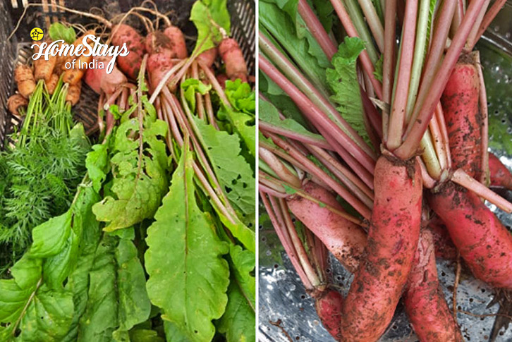 Fresh-Vegetable-Rythm of Nature Farmstay, Kotagiri-Nilgiri Hills