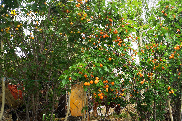 Fruit-orchad-Likir-Homestay-Ladakh