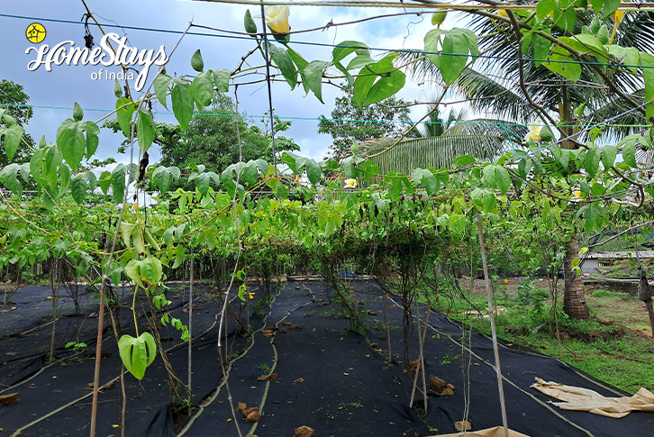 GAC-Fruit-Fruitful Acres Farmstay, Kolad-Raigad