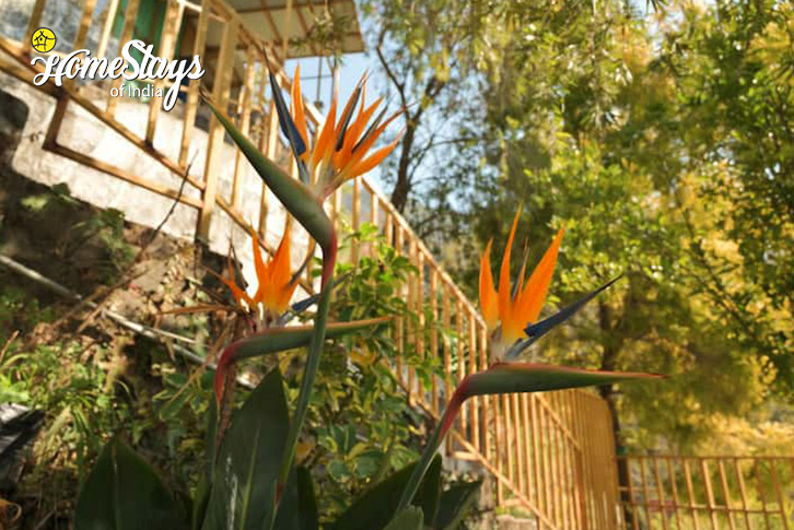 Garden-Kaphal Farmstay, Kempty-Mussoorie