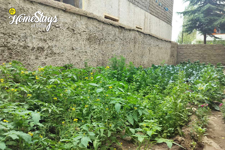 Garden-Rustic Roots Homestay-Leh