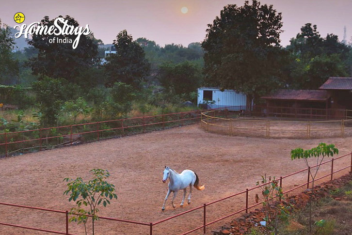 Horse-EcoMuse Farmstay-Karjat