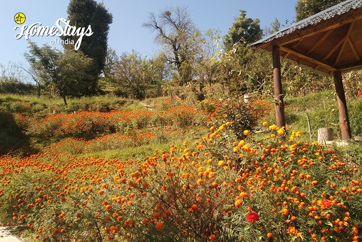 Mariegold-Garden-Nature's Bounty Homestay-Mukteshwar