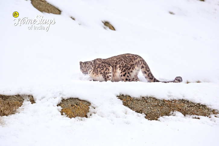 Ghost Trail: Snow Leopard Expedition to Ladakh-1