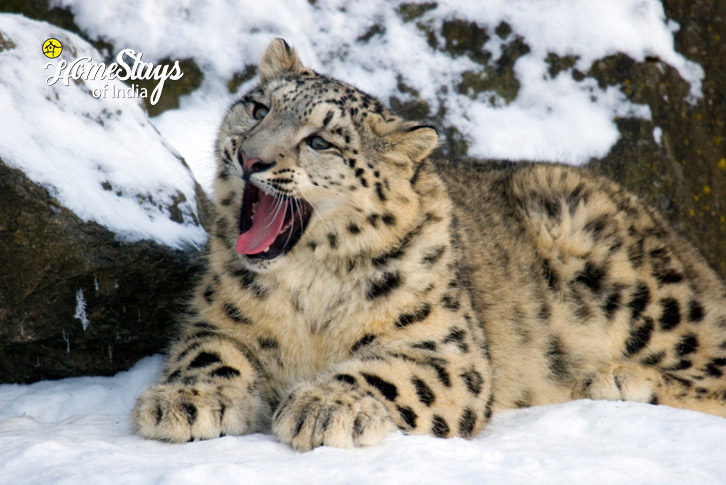 Ghost Trail: Snow Leopard Expedition to Ladakh-2