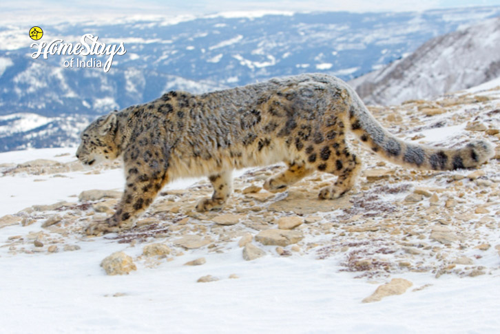 Ghost Trail: Snow Leopard Expedition to Ladakh-3