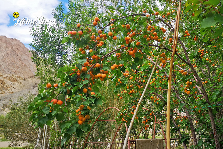 Orange-Orchard-Likir-Homestay-Ladakh