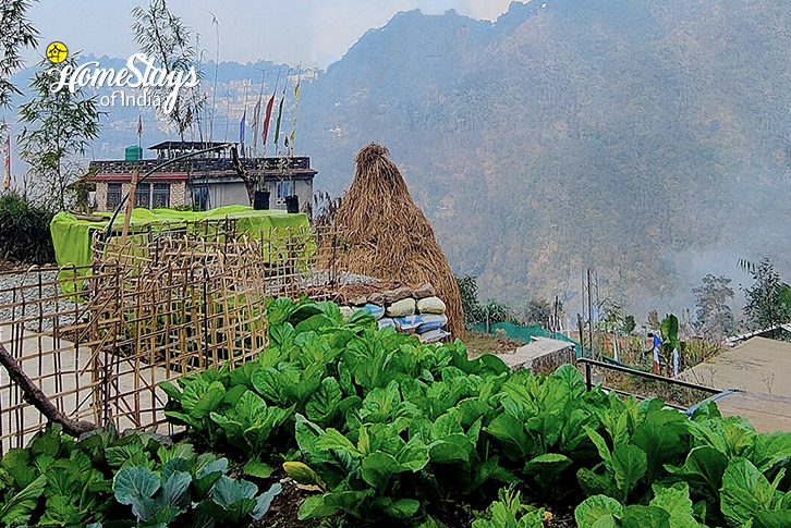 Organic-Vegetables-Echoes of Sikkim Homestay-Gangtok