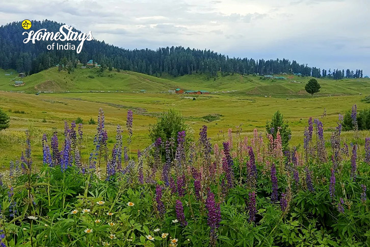 Surrounding-Comfort Corner Homestay-Srinagar