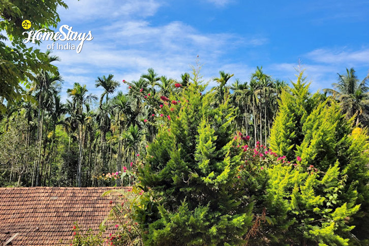 Surroundings-Mystic Forest Homestay, Virajpet-Coorg