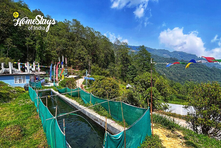 Trout-Fish-farming-Shining Star Homestay-Okhrey