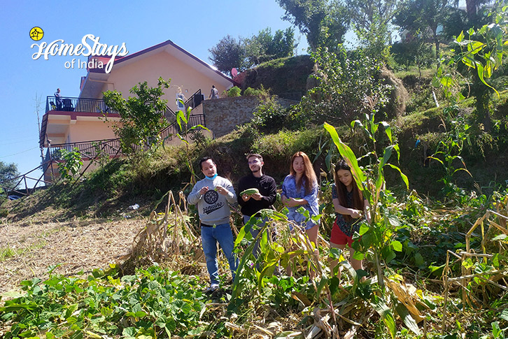 Vegetable-Garden-Valley of Dreams Homestay-Shimla