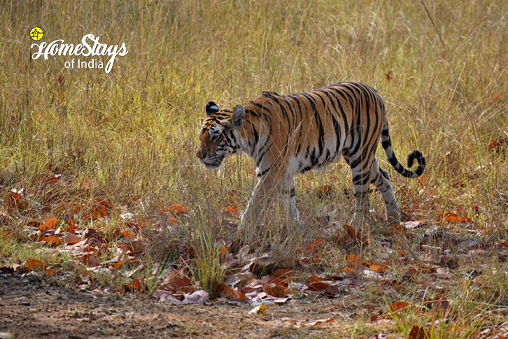 Wild-Life-The Temple Town Homestay-Khajuraho