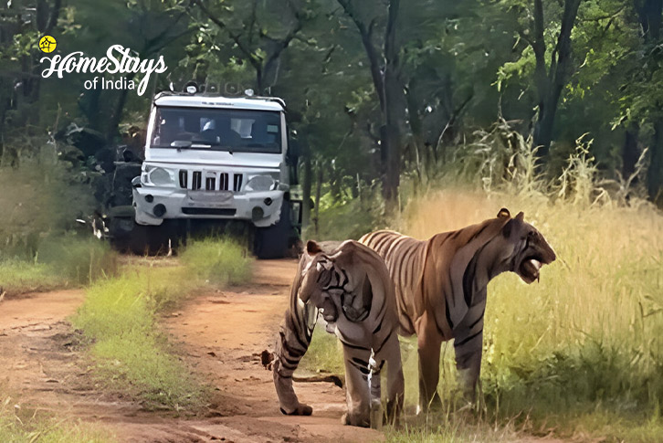 Wild Life-The Temple Town Homestay-Khajuraho.