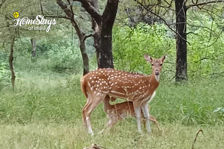 Wildlife-1-The Temple Town Homestay-Khajuraho