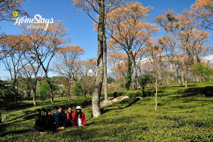 Palampur Tea Garden